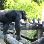Murió Tomy, el histórico chimpancé del Bioparque La Plata: quién era y por qué conmovió a generaciones | FM Avenida