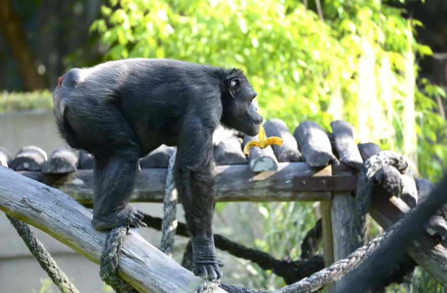 Murió Tomy, el histórico chimpancé del Bioparque La Plata: quién era y por qué conmovió a generaciones | FM Avenida