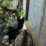 San Isidro: denuncian que un hombre se robó más de 300 gatos domésticos y los tiró en un baldío de la zona | FM Avenida