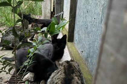 San Isidro: denuncian que un hombre se robó más de 300 gatos domésticos y los tiró en un baldío de la zona | FM Avenida