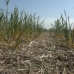 Sequía: el menor registro de lluvias para enero desde el año 1965 según confirmó INTA | FM Avenida