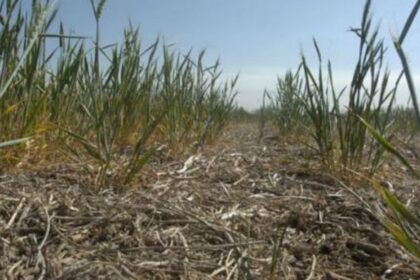 Sequía: el menor registro de lluvias para enero desde el año 1965 según confirmó INTA | FM Avenida