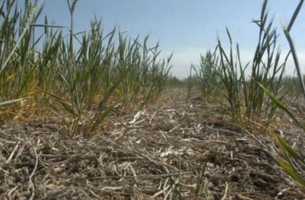 Sequía: el menor registro de lluvias para enero desde el año 1965 según confirmó INTA | FM Avenida