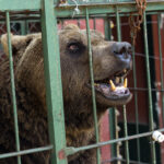 Tras su cierre, trasladan a Europa a algunos animales del ex zoo de Luján | FM Avenida