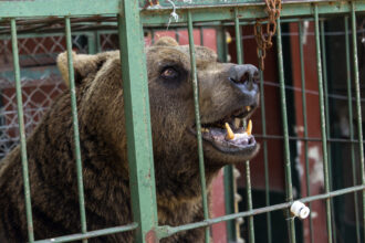 Tras su cierre, trasladan a Europa a algunos animales del ex zoo de Luján | FM Avenida