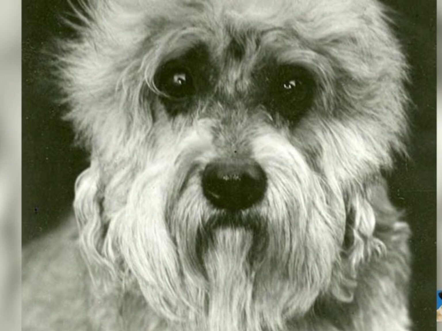 Un hallazgo televisado: la aparición de una raza con menos de 300 cachorros en todo el mundo enamoró a EE.UU. | FM Avenida