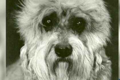 Un hallazgo televisado: la aparición de una raza con menos de 300 cachorros en todo el mundo enamoró a EE.UU. | FM Avenida