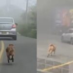 Un perrito fue abandonado en plena ruta y corrió desesperado detrás del auto | FM Avenida