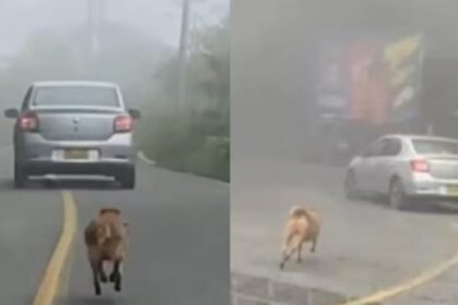 Un perrito fue abandonado en plena ruta y corrió desesperado detrás del auto | FM Avenida