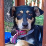 Una ONG dedicada al cuidado de animales lanzó campaña para construir el primer hospital veterinario de Pilar | FM Avenida