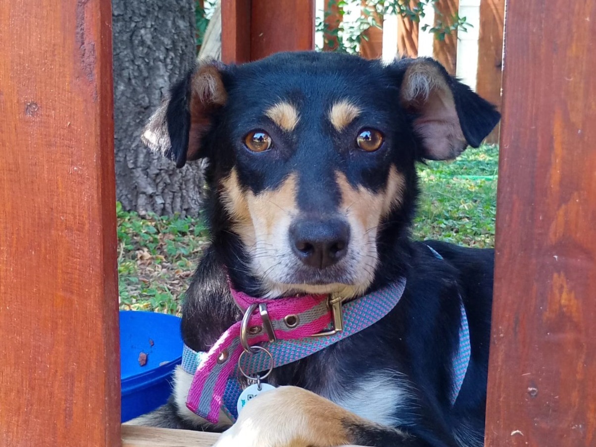 Una ONG dedicada al cuidado de animales lanzó campaña para construir el primer hospital veterinario de Pilar | FM Avenida