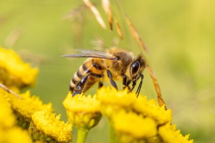 Alerta científica: el asombroso hallazgo sobre por qué las abejas colapsan en el calor de Arizona | FM Avenida