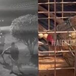 Brutal ataque a un capibara en Río: ocho hombres golpearon al animal hasta dejarlo al borde de la muerte | FM Avenida