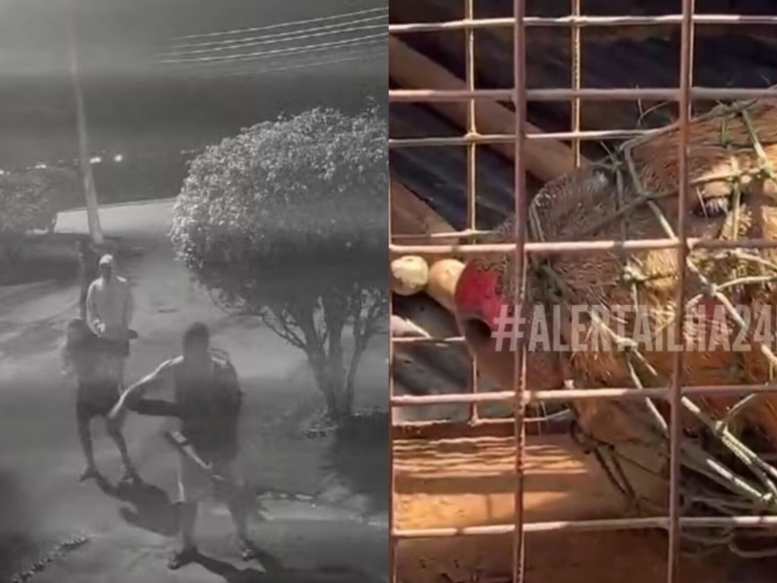 Brutal ataque a un capibara en Río: ocho hombres golpearon al animal hasta dejarlo al borde de la muerte | FM Avenida