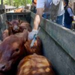 Carbap cuestionó la desregulación de la vacuna contra la aftosa y advirtió por la "robustez" del sistema sanitario | FM Avenida