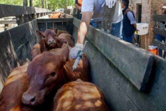 Carbap cuestionó la desregulación de la vacuna contra la aftosa y advirtió por la "robustez" del sistema sanitario | FM Avenida