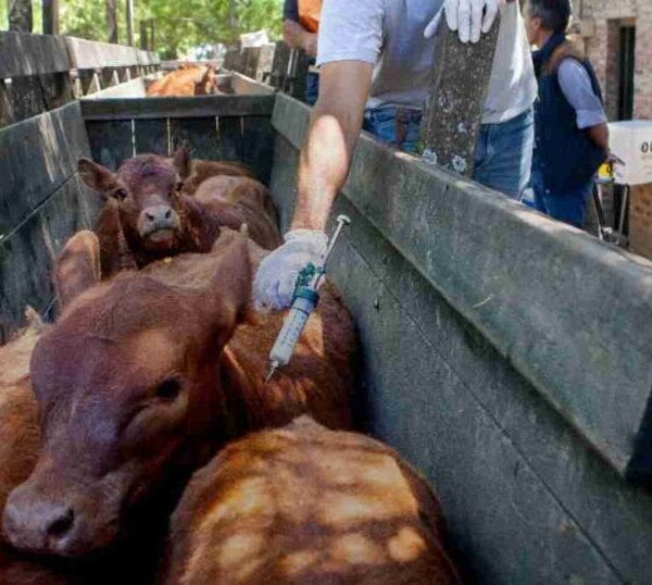 Carbap cuestionó la desregulación de la vacuna contra la aftosa y advirtió por la "robustez" del sistema sanitario | FM Avenida