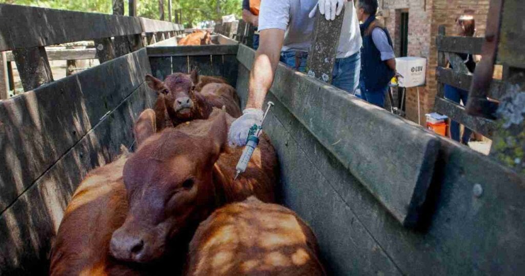 Carbap cuestionó la desregulación de la vacuna contra la aftosa y advirtió por la "robustez" del sistema sanitario | FM Avenida
