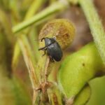 Confirman el avance del picudo negro en cultivos de soja | FM Avenida