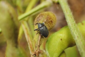 Confirman el avance del picudo negro en cultivos de soja | FM Avenida