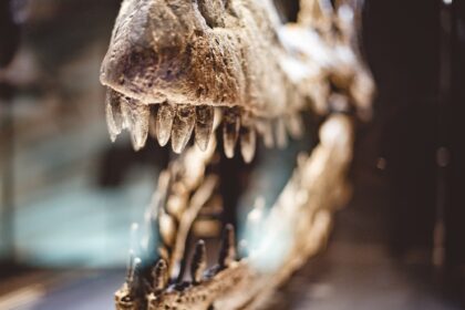 Descubren en España huevos de dinosaurio de hace 72 millones de años | FM Avenida