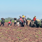 Detección de un 62% de informalidad laboral en una fiscalización durante la cosecha de batata | FM Avenida