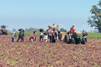 Detección de un 62% de informalidad laboral en una fiscalización durante la cosecha de batata | FM Avenida