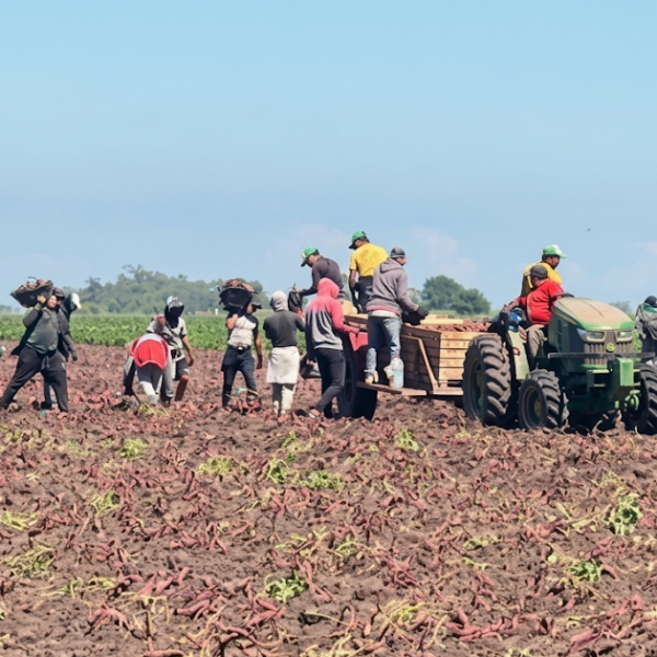 Detección de un 62% de informalidad laboral en una fiscalización durante la cosecha de batata | FM Avenida