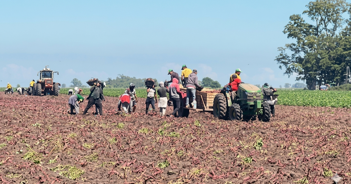 Detección de un 62% de informalidad laboral en una fiscalización durante la cosecha de batata | FM Avenida