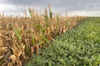 El campo es cíclico y ya pone foco en lo que viene | FM Avenida