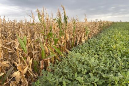 El campo es cíclico y ya pone foco en lo que viene | FM Avenida