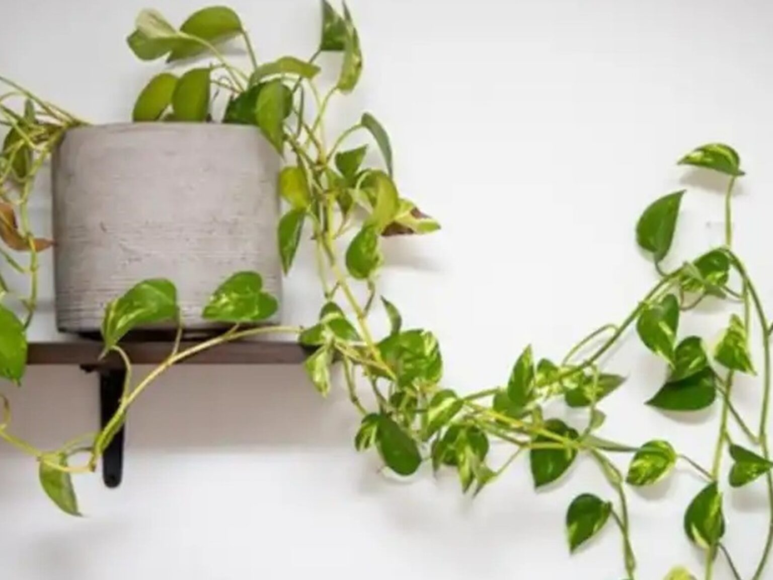 El ingrediente secreto para echarle a las hojas del potus que usaban las abuelas | FM Avenida