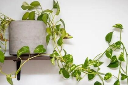 El ingrediente secreto para echarle a las hojas del potus que usaban las abuelas | FM Avenida