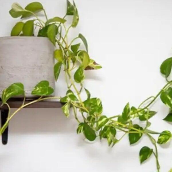 El ingrediente secreto para echarle a las hojas del potus que usaban las abuelas | FM Avenida