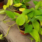 El secreto para que el potus explote en guías largas y colgantes está en este rincón de la casa | FM Avenida