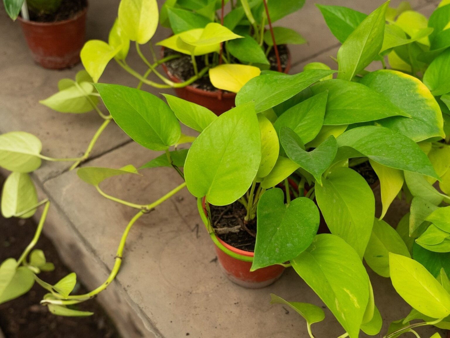 El secreto para que el potus explote en guías largas y colgantes está en este rincón de la casa | FM Avenida