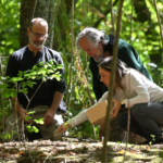 Enterraron a Tomy en el Bioparque de La Plata: el emotivo homenaje al histórico chimpancé | FM Avenida