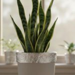 Envolver la maceta de lengua de la suegra con papel aluminio: para qué sirve y por qué recomiendan hacerlo | FM Avenida