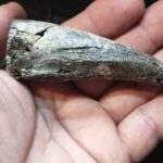 Hallan una garra fósil de un perezoso prehistórico juvenil en el Bajo del Tala | FM Avenida