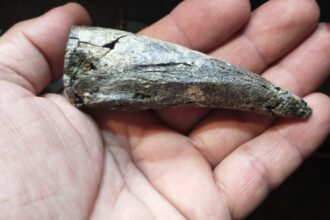 Hallan una garra fósil de un perezoso prehistórico juvenil en el Bajo del Tala | FM Avenida