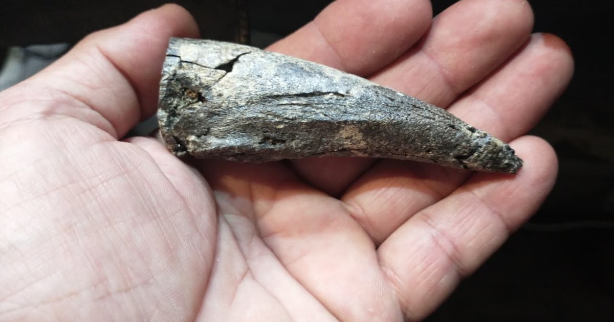 Hallan una garra fósil de un perezoso prehistórico juvenil en el Bajo del Tala | FM Avenida