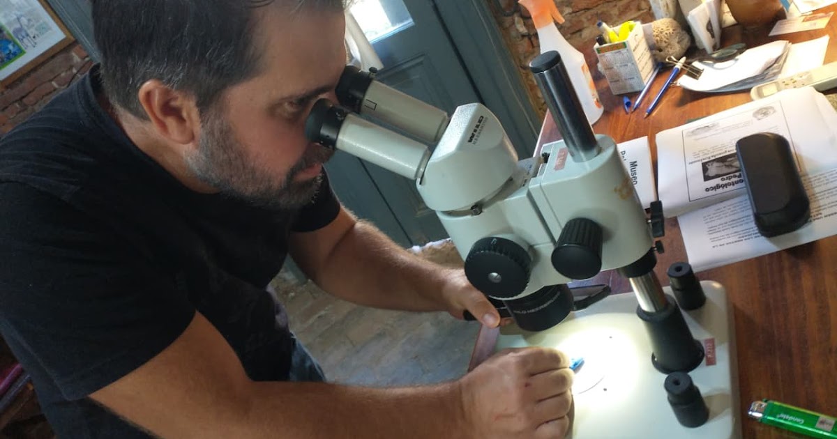 Investigadores de la UNR visitaron el Museo Paleontológico para estudiar un quirquincho fósil único por su tamaño | FM Avenida