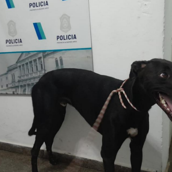 La policía recuperó en La Tosquera un perro galgo que había sido robado | FM Avenida