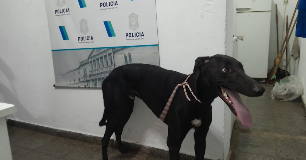La policía recuperó en La Tosquera un perro galgo que había sido robado | FM Avenida