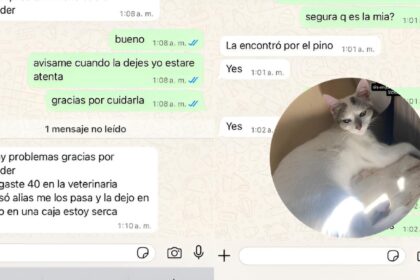 Le dijeron que tenían a su gata y le pidieron 40 mil pesos para devolverla | FM Avenida