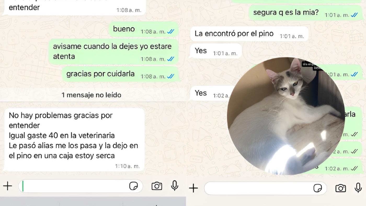 Le dijeron que tenían a su gata y le pidieron 40 mil pesos para devolverla | FM Avenida