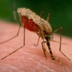 Los mosquitos Anopheles se alimentan de sangre humana desde hace 2 millones de años | FM Avenida