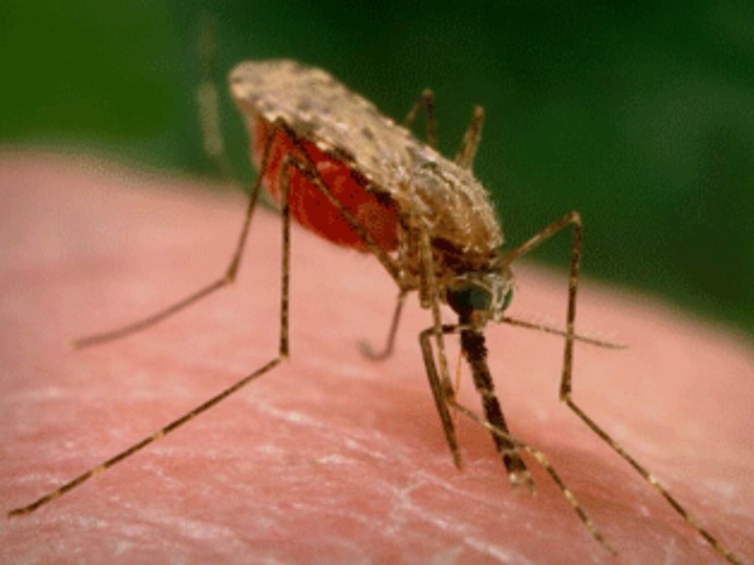 Los mosquitos Anopheles se alimentan de sangre humana desde hace 2 millones de años | FM Avenida