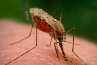 Los mosquitos Anopheles se alimentan de sangre humana desde hace 2 millones de años | FM Avenida