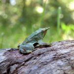 Marcha atrás por la ranita de Darwin en Chile: Kast retiró 43 decretos de medio ambiente, pero tuvo que restituir uno que protege a un animal típico | FM Avenida